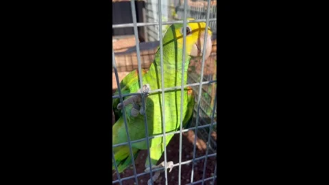 Close-up Vertical Video of a Green Parrot Moving on a Cage Grid Stock Footage 329996239