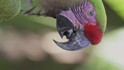 Close up vertical video of a peaceful red-fronted macaw with its beak open Stock Footage 148390845