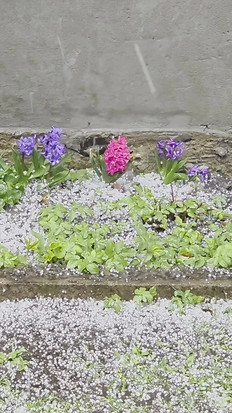 Close-up vertical video of pink and purple hyacinths on a flowerbed covered.. Vídeos de archivo 333790877