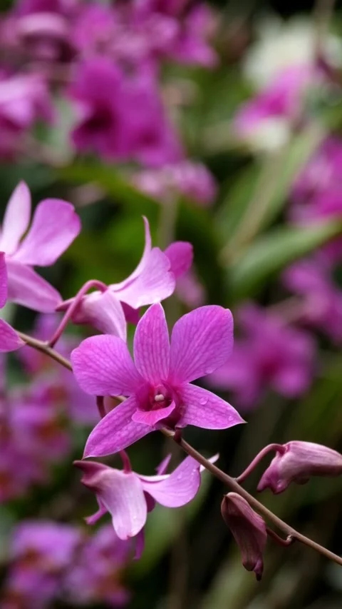 Close up vertical video of Purple moon orchid flower swaying in the wind Stock Footage 336830799