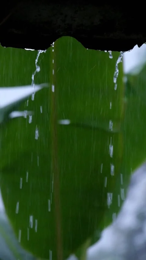 Close up vertical video of rainwater falling  a banana leaf Stock Footage 336843254