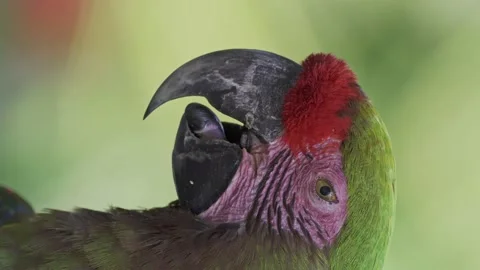 Close up vertical video of a red-fronted macaw moving its tongue with its Stock Footage 148390822