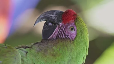 Close up vertical video of a red-fronted macaw moving the tongue with its Stock Footage 148453462