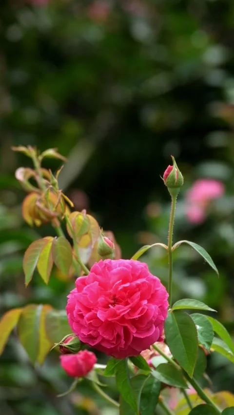 Close up vertical video of red roses swaying in the wind Stock Footage 336830783