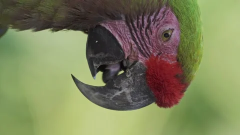 Close up vertical video of a relaxed red-fronted macaw resting in nature Stock Footage 148593822