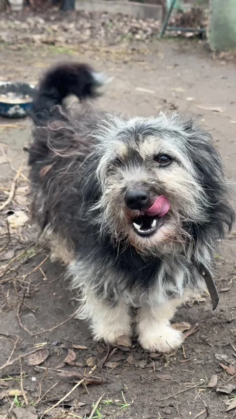Close up vertical video of scruffy stray dog looking up outdoors Stock Footage 345212631