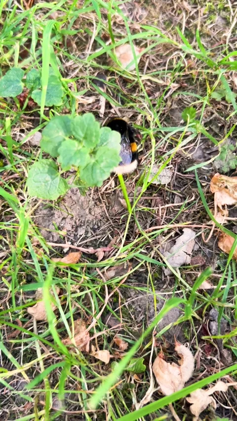 A close-up vertical video shows a fluffy wild bumblebee. Video stock 339087823