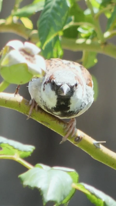 Close-up vertical video of a small sparrow looking directly into the camera Stock Footage 340598009