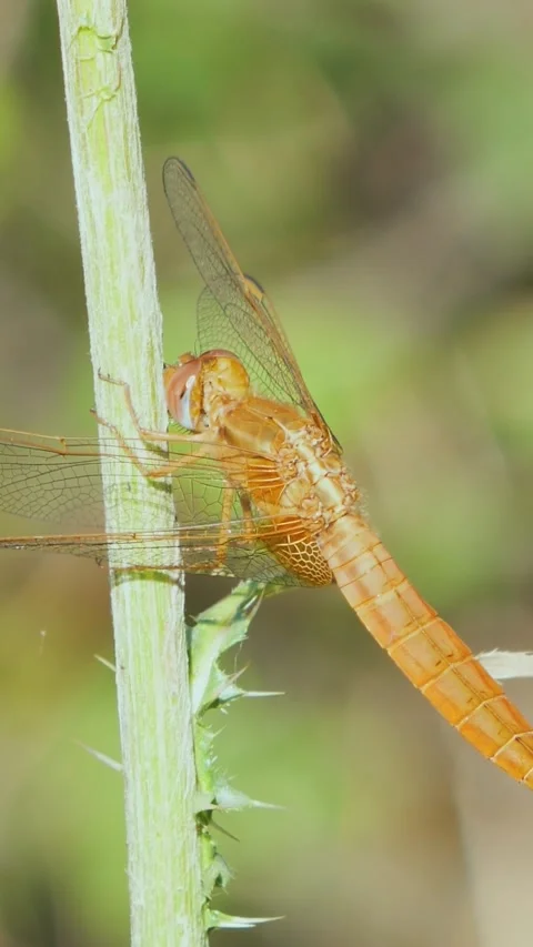 Close-up vertical video of a vibrant yellow dragonfly perched on a stalk aga Stock Footage 338313812
