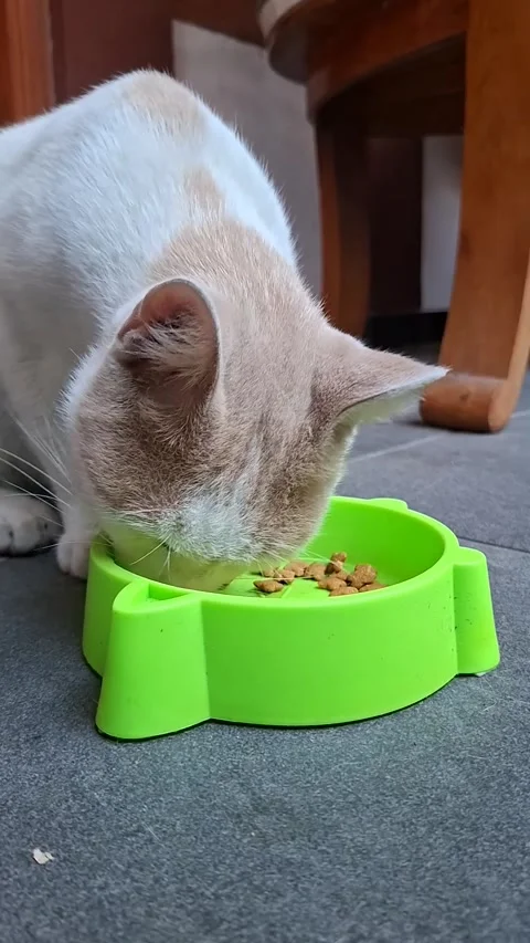 Close-up vertical video of a white and ginger domestic cat eating dry kibbl.. Stock Footage 340045573