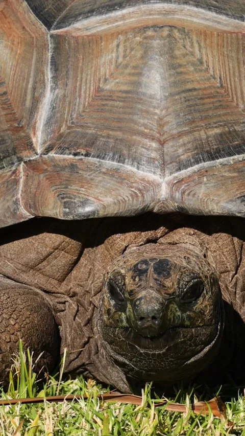 Close Up Vertical View of Aldabra Giant Tortoise Head and Shell Stock Footage 326876353