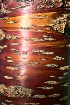 Close up vertical view of beautiful brown trunk pattern of cherry tree Stock Photos