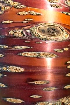 Close up vertical view of beautiful brown trunk pattern of cherry tree Stock Photos