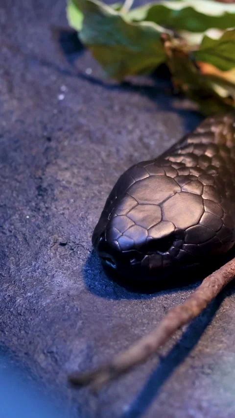 Close Up Vertical View of a Black Snake Resting on Rock Stock Footage 325760323