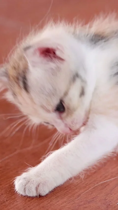 Close Up Vertical View of Calico Kitten Learning to Walk Stock Footage 329460472