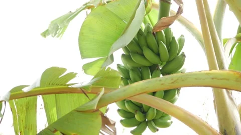 Close vertical view of green bananas, green bananas view Stock-Footage 147689007