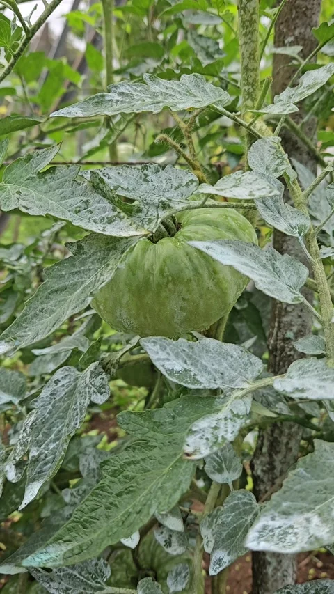 Close-up vertical view of a large unripe tomato and leaves covered with Vídeo Stock 342036921