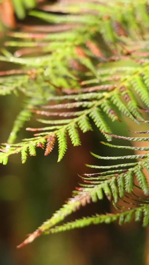 Close Up Vertical View of Lush Green Fern Fronds in Sunlight Video stock 329544128