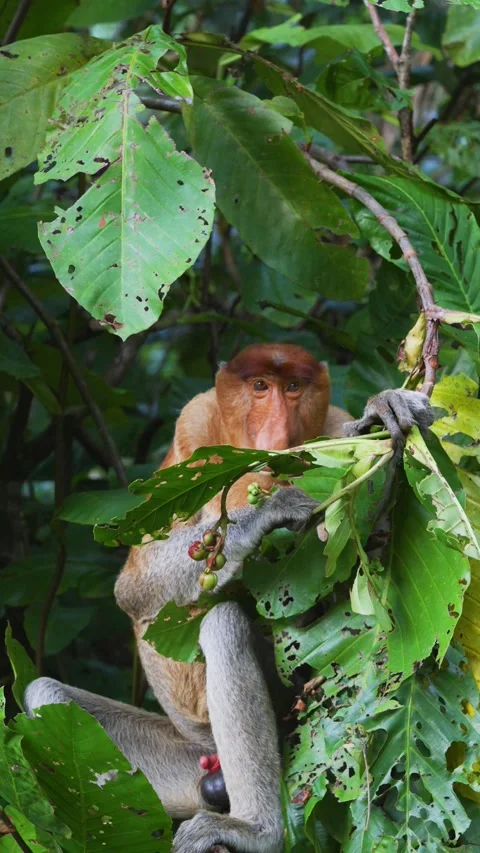 Close up vertical view of Proboscis monkey hanging and feeding on Mangrove tree Stock Footage 328386210