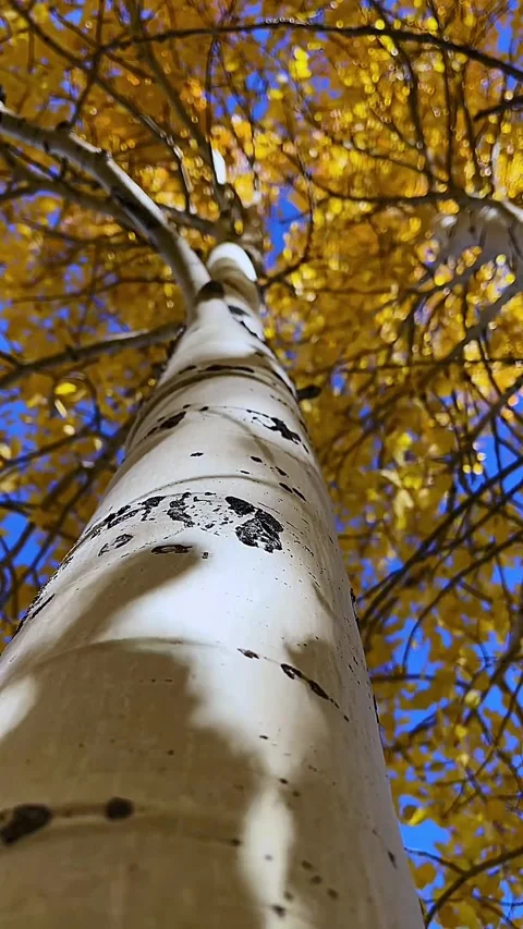 Close Up Vertical View Of Quaking Aspen Tree At Fall Time Stock Footage 320019489