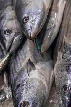 Close up vertical view of raw fresh whole tuna fish bonito on crushed ice. Ea Foto stock