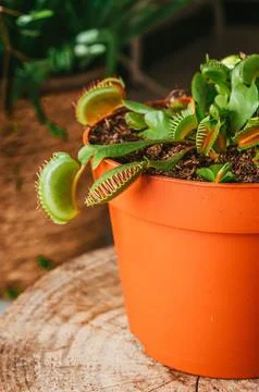 Close-up vertical view of a Venus flytrap plant in a flowerpot 스톡 사진