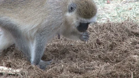 Close up of vervet monkey sorting through elephant dung for food Vídeo Stock 98608059