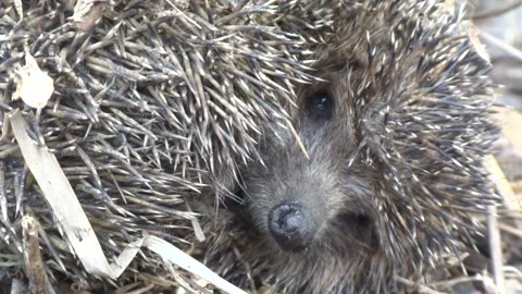 Close up of a very cute, wild, native, European hedgehog Stock Footage 258057861