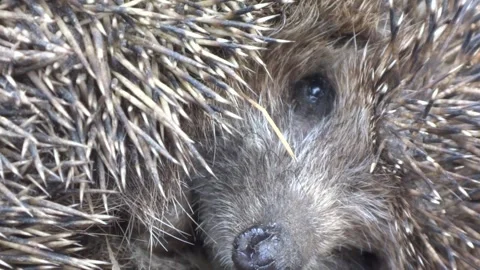 Close up of a very cute, wild, native, European hedgehog Stock Footage 258057865