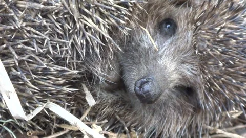 Close up of a very cute, wild, native, European hedgehog Stock Footage 258057880