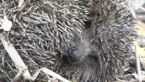 Close up of a very cute, wild, native, European hedgehog Stock Footage 301683752
