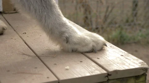 Close Up of a Very Large Grey Wolf Paw in Slow Motion Stock Footage 98840599