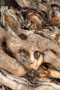 Close up of a very old olive tree in palma, mallorca, spain Stock-Fotos