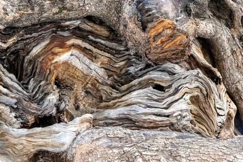 Close up of a very old olive tree in palma, mallorca, spain Foto stock