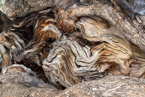 Close up of a very old olive tree in palma, mallorca, spain Foto stock