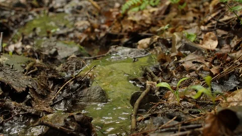 Close-up of a very small stream teeming with life Stock Footage