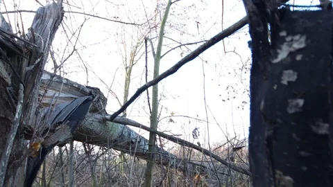 Close up of very strong destruction in the forest after the storm Stock Footage 121467952