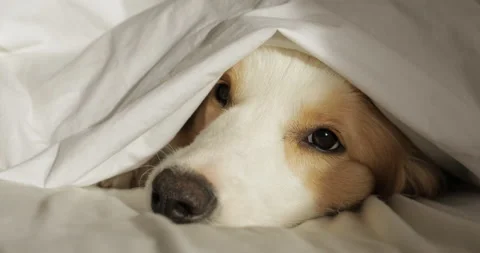 Close up very tender portrait of red dog puppy Border Collie in bed. white Stock Footage 219358859