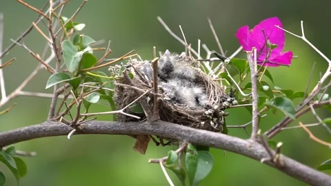 Close up of very tiny young chicks on a nest Stock-Footage 341117137