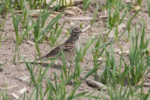 Close up of Vesper Sparrow walking in sparse grass field Stock Photos