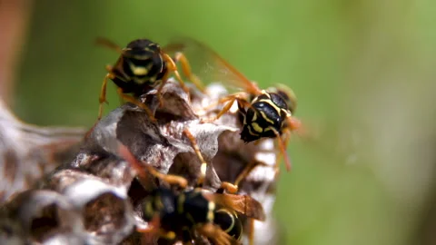 Wasp Wings Stock Footage ~ Royalty Free Stock Videos | Pond5