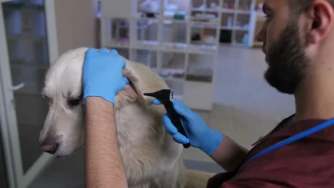 Close-up vet checking dog's ear with otoscope Stock-Footage 91838691