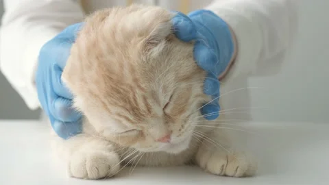 Close up vet hands in blue protective gloves stroking and sleepy cat on check up Stock Footage 204959362