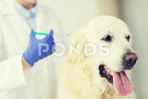 Close up of vet making vaccine to dog at clinic Stock Photos