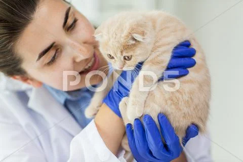 Close Up Of Vet With Scottish Kitten At Clinic