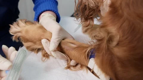 Close-up of a veterinarian's gloved hands inserting an intravenous catheter into Stockbeeldmateriaal 337771030