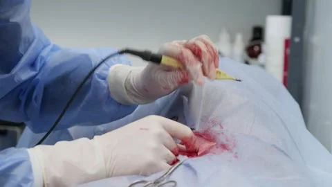 Close-up of a veterinary surgeon's gloved hands performing an ovariohysterectomy Stock-Footage 341704496