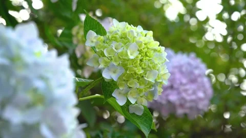 Close up of vibrant blooming hydrangea flowers in a lush summer garden setting Stock Footage 341960269