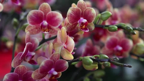 Close up of vibrant blooming moth orchids at a spring flower market Stock Footage 342096785