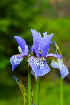 Close-up of a vibrant blue blooming iris flower with green blurred background Stock Photos